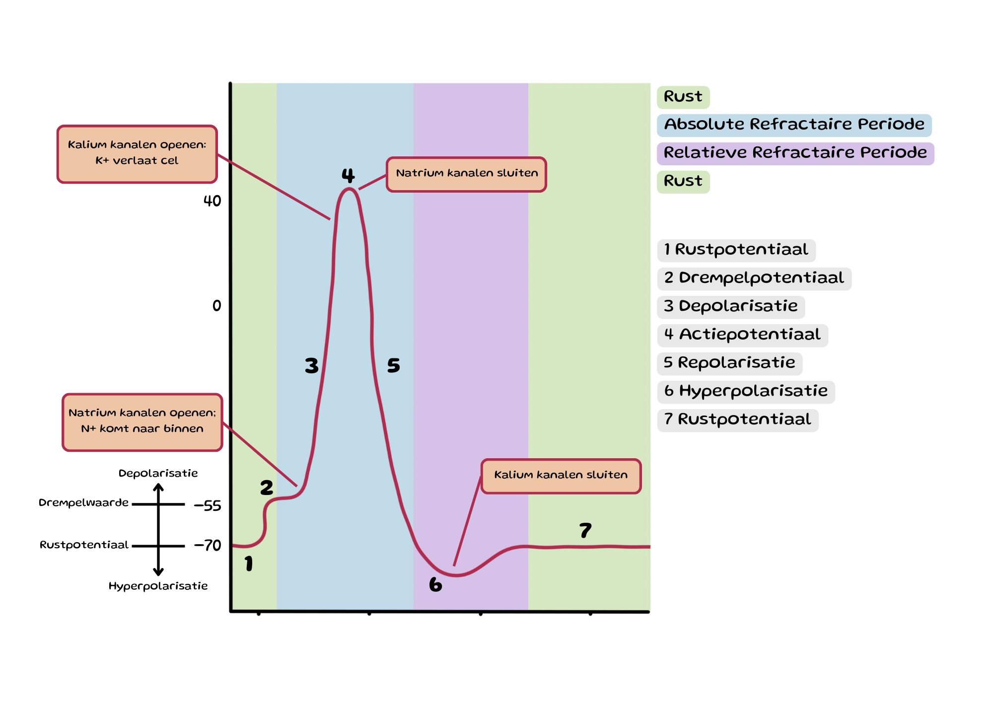 <p>Communicatie binnen een neuron</p>