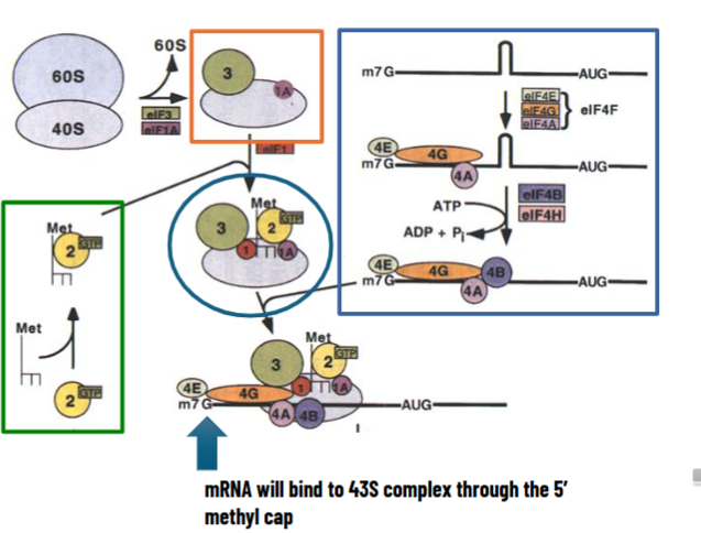<ol><li><p>free 40S subunit complexes with eIF3 (large protein) and eIF1A to keep it apart from 60S subunit</p></li><li><p>ternary complex forms: initiator tRNA, eIF2 (GTPase), and GTP</p></li><li><p>ternary complex binds with 40S along with eIF1 → 43S preinitiation complex</p></li><li><p>on the other side, different eIF4 factors are involved in recognition of 5’ methyl cap and keep mRNA free of secondary structures using ATP E</p></li><li><p>mRNA will bind to 43S complex through 5’ methyl cap</p></li><li><p>43S complex scans mRNA to find the right AUG inside the Kozak sequence by ATP hydrolysis energy</p></li><li><p>when Kozak sequence is found, eIF5 binds and displaces ALL other factors including eIF-GDP → 40S initiation complex is formed</p></li><li><p>60S subunit binds by GTP hydrolysis </p></li><li><p>80S initiation complex is formed</p></li></ol><p></p>