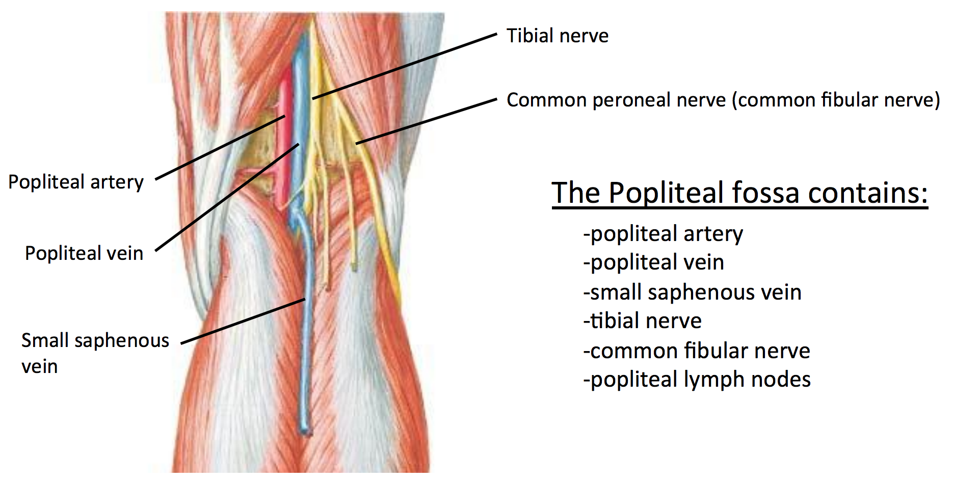<p>Large branch of sciatic nerve โก runs through popliteal fossa โ posterior leg. Supplies hamstrings & posterior leg muscles. ๐ Central yellow cord posterior to artery. ๐ก "Tibial = to toe plantar."</p>