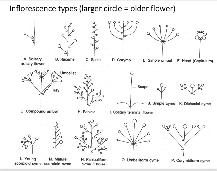 <p>head</p><p>simple umbel</p><p>umbelliform cyme</p>
