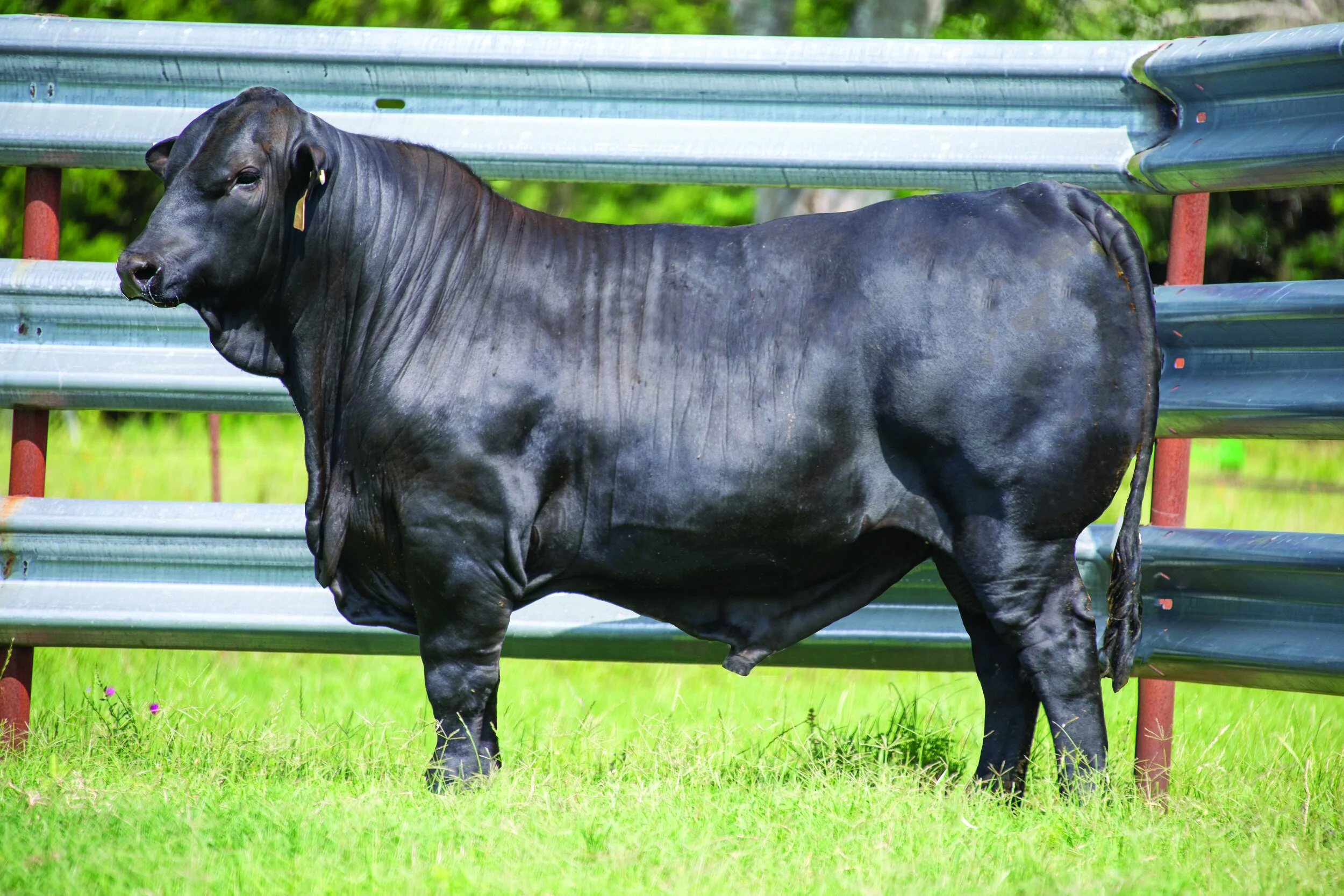 <ul><li><p>more heat tolerant than Angus</p></li><li><p>better suited to hot/humid climates than Angus</p></li></ul><p></p>