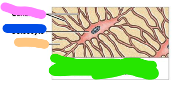 <p>mature bone cell that maintains the bone matrix</p>