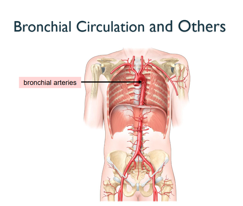 <p>Bronchial Arteries </p>