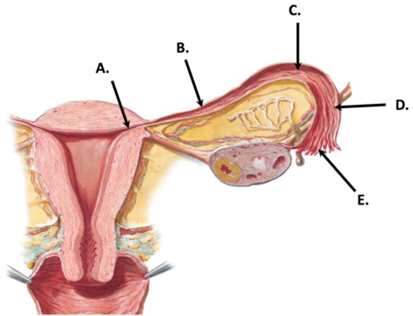 <p>E</p>
