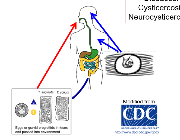 <p>Cysticercosis Neurocysticercosis</p>