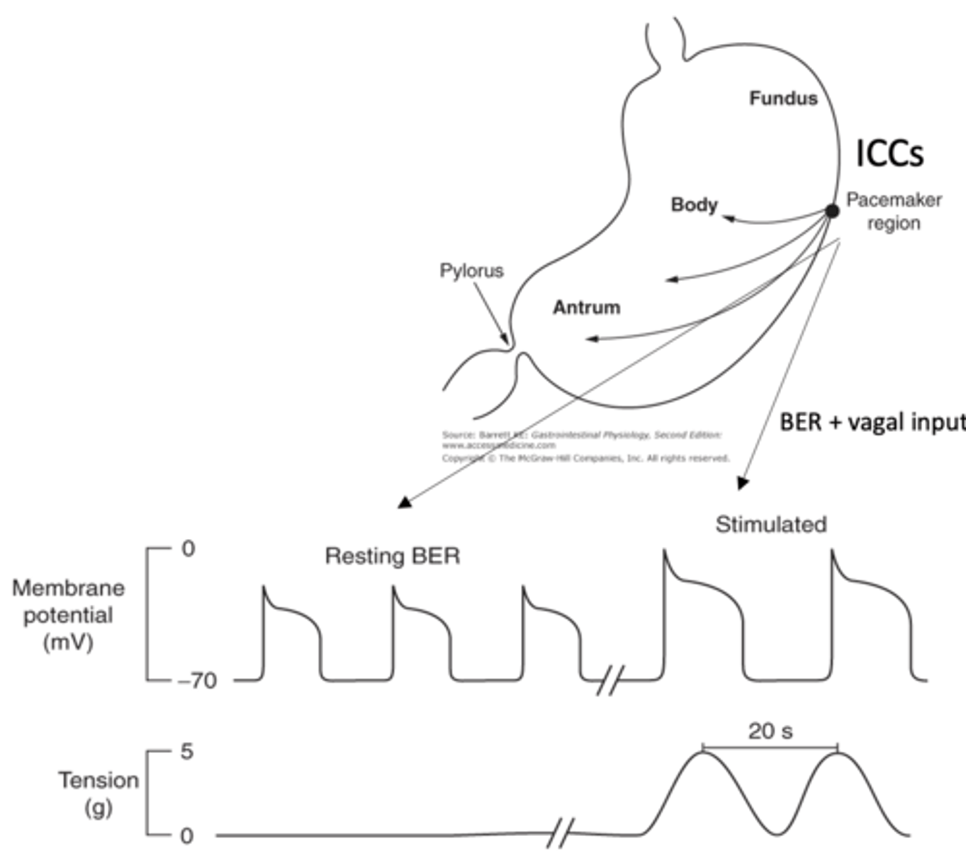 <p>basal electric rhythm (BER):</p>