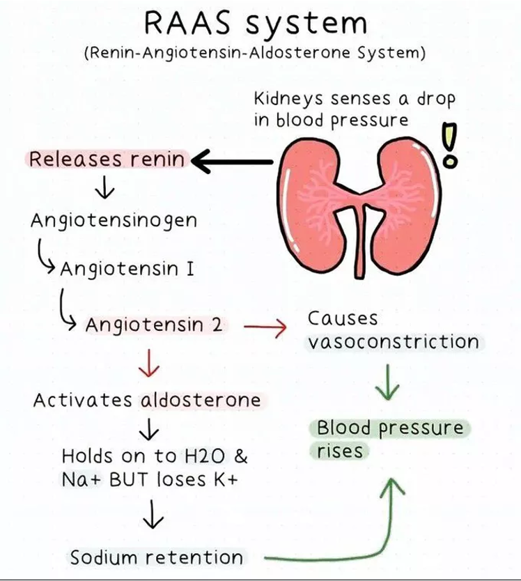 <p>Vital Functions of the Kidneys</p>