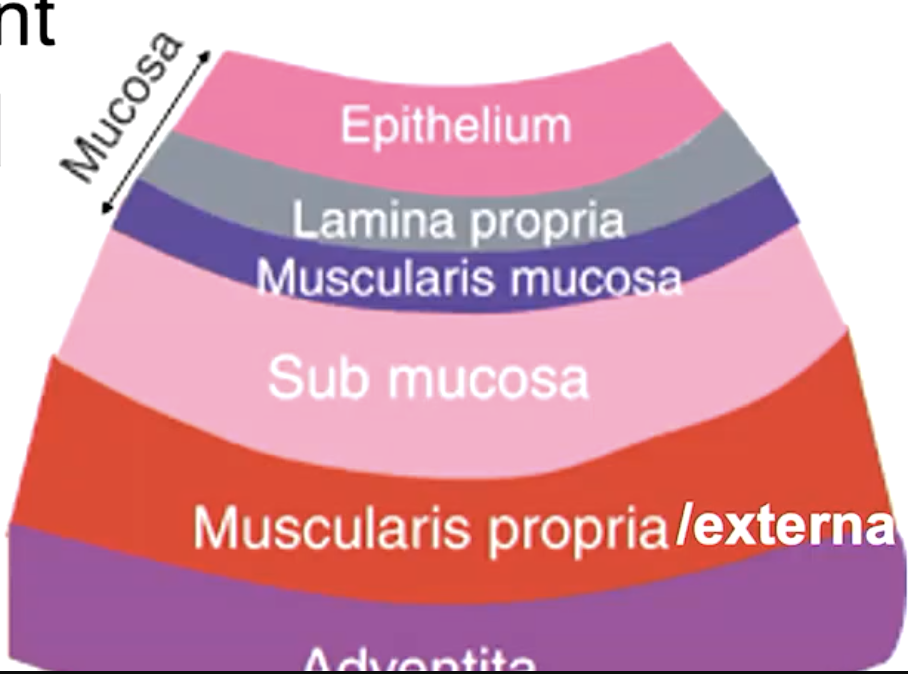 <p>mucosa<br>submucosa<br>muscularis externa<br>adventitia/serosa</p>