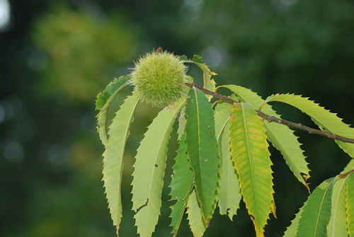 <p>(Castanea dentata)</p>