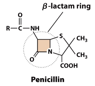 <p><span style="line-height: 20.925px;">β</span><span>-lactam antibiotics prevent peptidoglycan crosslinking and inhibit FtsI transpeptidation. They target FtsI, responsible for transpeptidation, which reforms the cell wall.</span></p><p><span style="line-height: 20.925px;">Antibiotic resistance is when some bacteria produce an enzyme to destroy the critical β-lactam ring structure. A second drug must be added to inhibit the enzyme.&nbsp;</span></p>