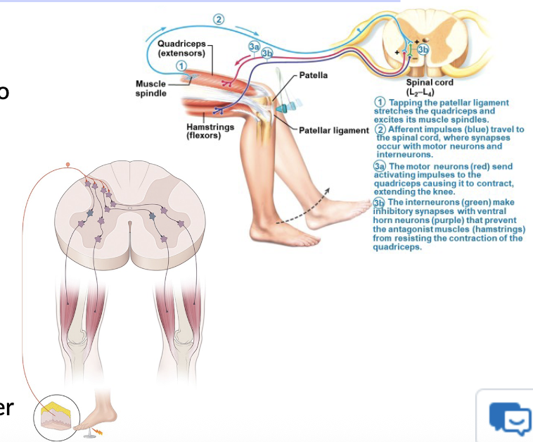 <ul><li><p>Stretch reflex features a monosynaptic circuit</p><ul><li><p>allows for a rapid reaction to proprioceptive stimulus</p></li></ul></li></ul><p></p>