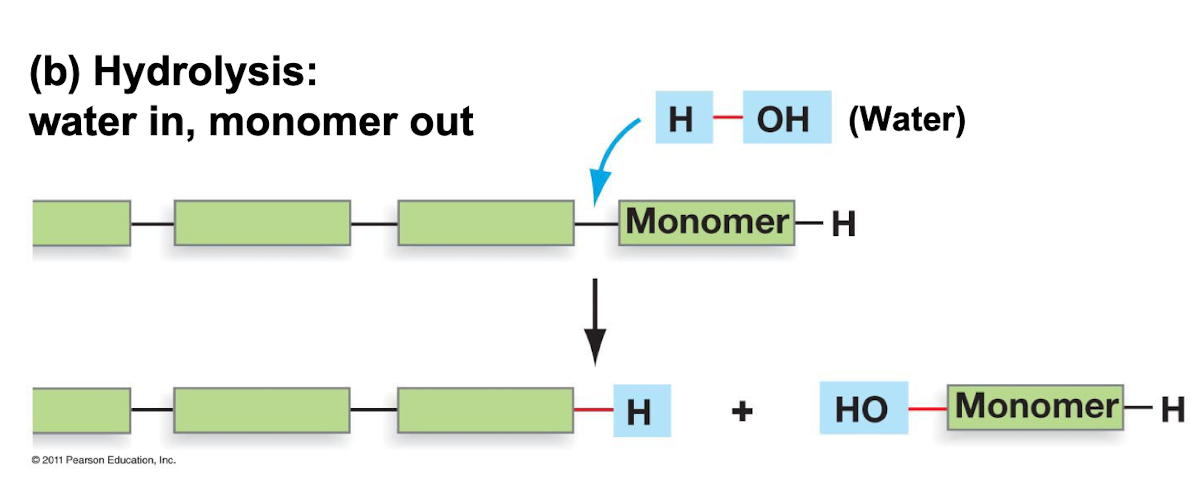 Breaking of covalent bonds with the help of water to transform a polymer into its constituent monomers. This reaction is catabolic, releases energy. Example: digestion of food molecules for energy generation.