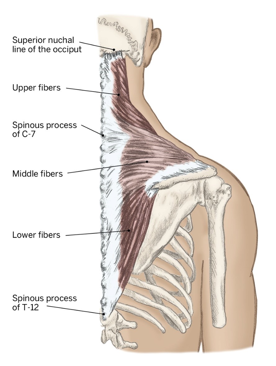 <p>O- External occipital protuberance &amp; Spinous processes C1-T12</p><p>I- Lateral clavicle, acromion of the scapula, and spine of the scapula</p><p>A- Cervical extension, (ipsilateral) lateral bending, contralateral rotation; Scapula elevation, depression, retraction</p><p>(contralateral-turning to the opposite side as the muscle)</p>