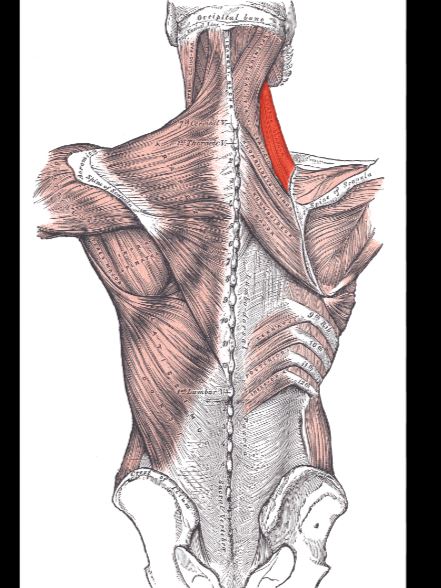 <p>• O-posterior tubercles of transverse processes of C1-C4 • </p><p>I-superior angle of the scapula and upper medial border of the scapula • </p><p>N-C3-C4 • </p><p>F-elevation of the scapula</p>