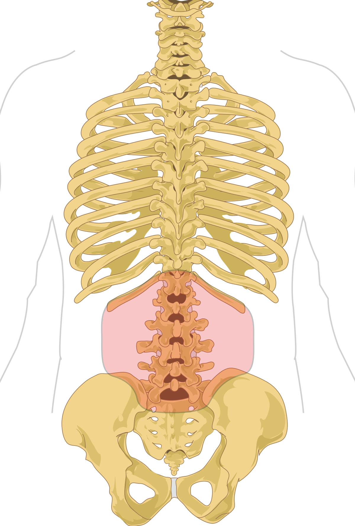<p>superior; Referring to the lower back, particularly the region of the spine between the thoracic (chest) and sacral (pelvic) regions.</p>