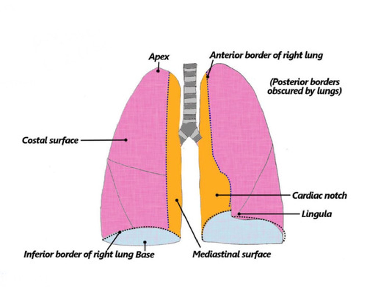 <p>- Apex (superior)</p><p>- Base (inferior)</p>