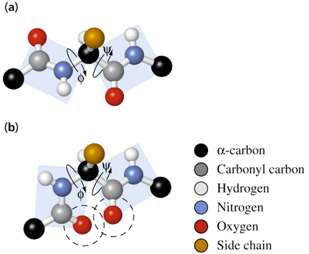 <ul><li><p>consist of 6 atoms</p></li><li><p>some have double bonds that restrict their conformation to <em>trans</em> or <em>cis</em></p><ul><li><p><em>cis</em> is less favorable due to steric interference of alpha carbon side chains</p></li><li><p><em>trans</em> is more favorable because two alpha carbons are on opposite sides and corners of the planar peptide group</p></li></ul></li><li><p>has repeating N-C<sub>α</sub>-C backbone</p><ul><li><p>rotation about N-C<sub>α</sub> (ϕ, phi) and C<sub>α</sub>-C (ψ, psi) is possible</p></li></ul></li></ul><p></p>