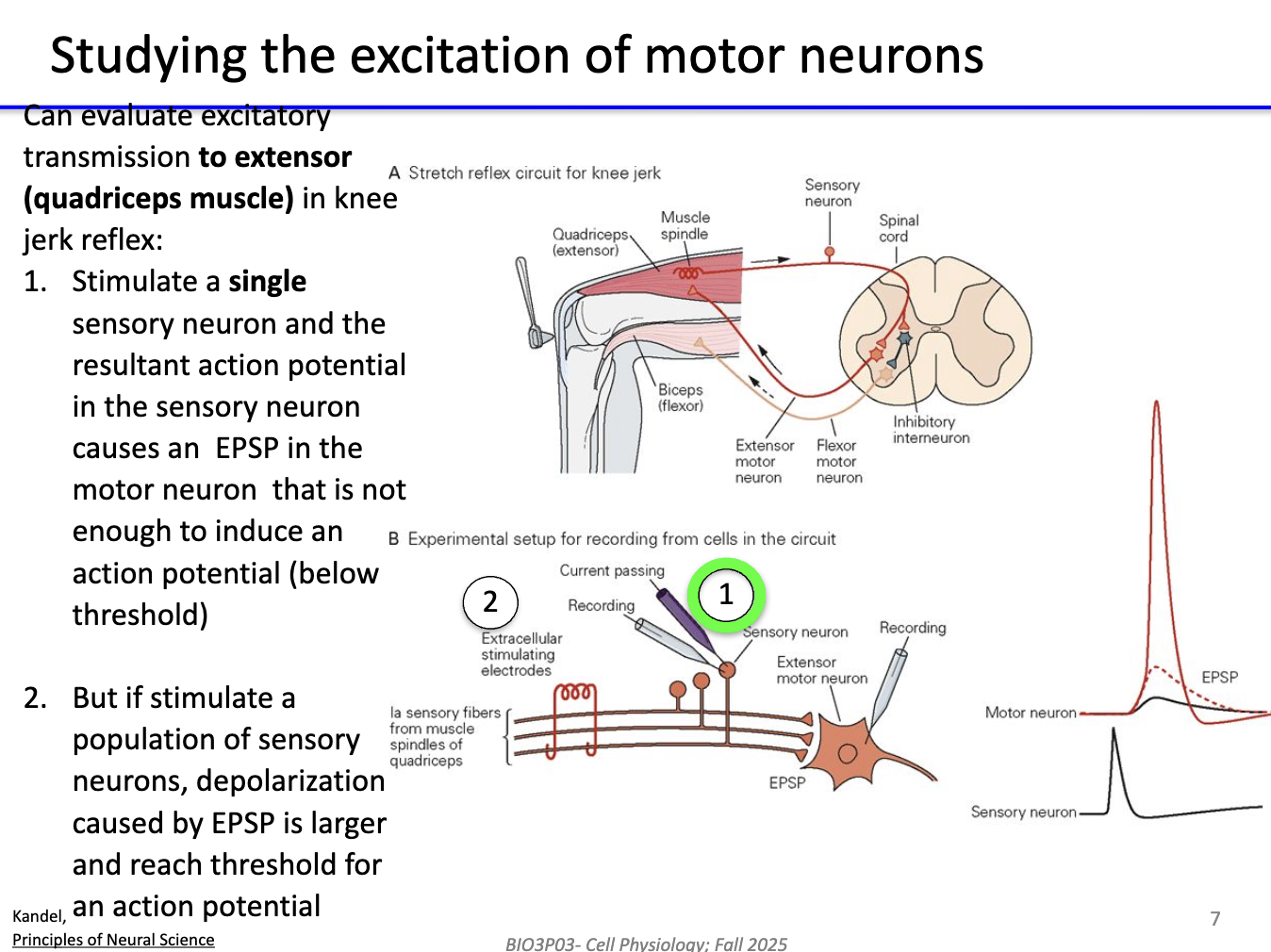 <ol><li><p><strong>Stimulate one sensory neuron</strong> → single EPSP in motor neuron (below threshold).</p></li><li><p><strong>Stimulate many sensory neurons</strong> → EPSPs <strong>sum</strong>, larger depolarization → reach <strong>threshold</strong> → <strong>action potential</strong> in motor neuron.</p></li></ol><ul><li><p>Demonstrates <strong>summation</strong> of excitatory inputs.</p></li></ul><p></p>