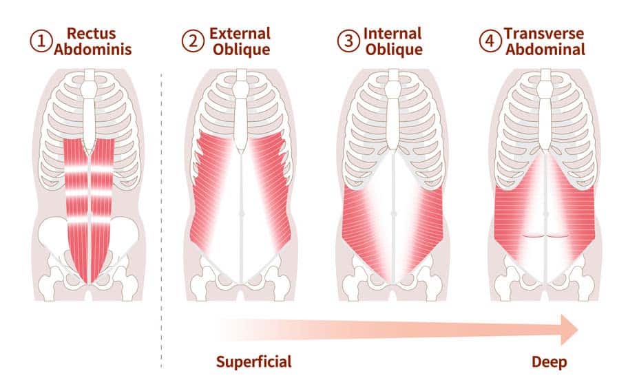 <p>Transverse abdominis</p>