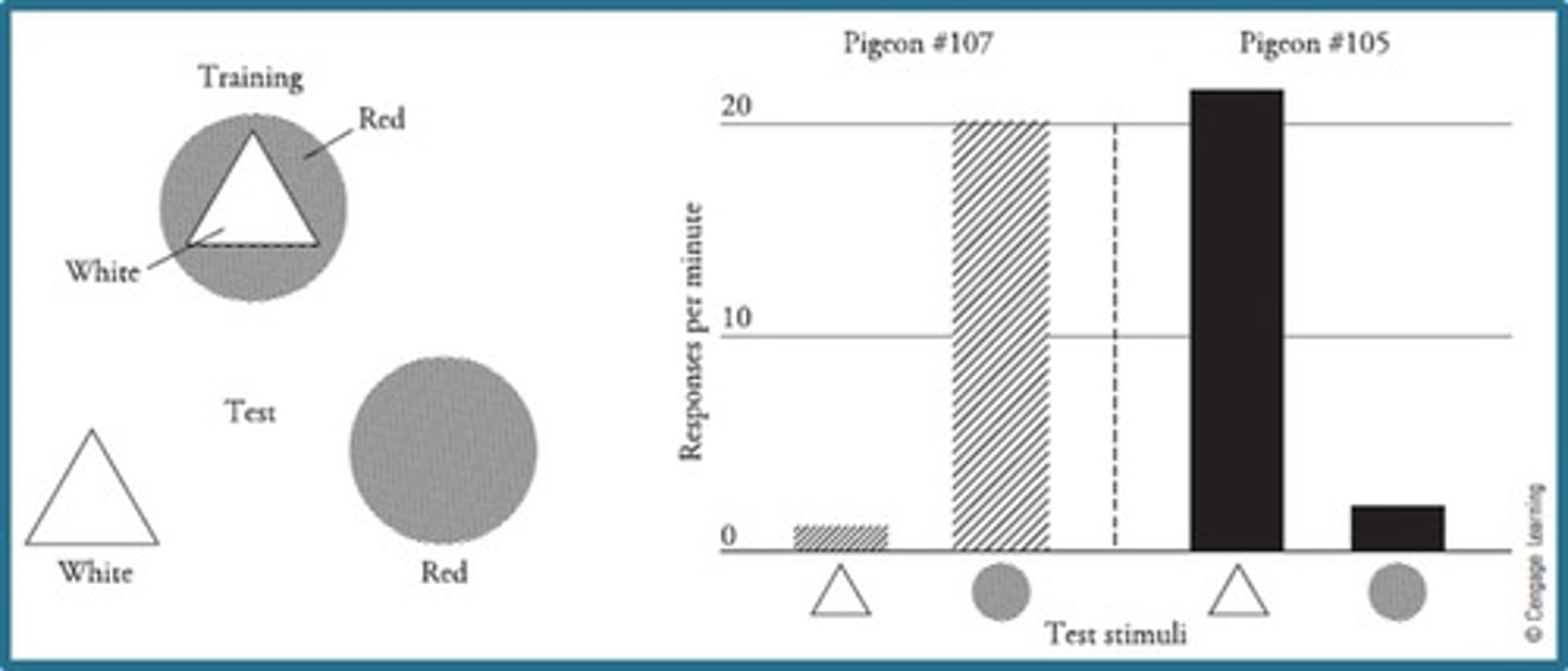 <p>Pigeons can peak at a red circle with a white triangle inside to receive food. Then, the pigeons can pick the red circle OR the white triangle to peak.</p><p>What do these results tell us?</p><p>1. The degree of differential responding (responding differently to each stimulus) tells us the degree of control that stimulus has over the behavior. Example: Pigeon 107 responded more to the red circle than the white triangle, which means the red circle controls the response.</p><p>2. Differential responding to two stimuli indicates that the subjects are treating each stimulus as “different” from the other. This is called stimulus discrimination. Example: Pigeon 107 responded more to the red circle than the white triangle, which means it sees the red circle and white triangle as two different things.</p><p>3. One can not predict which stimulus will control responding. Example: The red circle controlled pecking behavior in pigeon 107, while the white triangle controlled pecking in pigeon 105.</p>