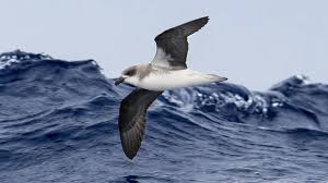 <p>Petrels</p>