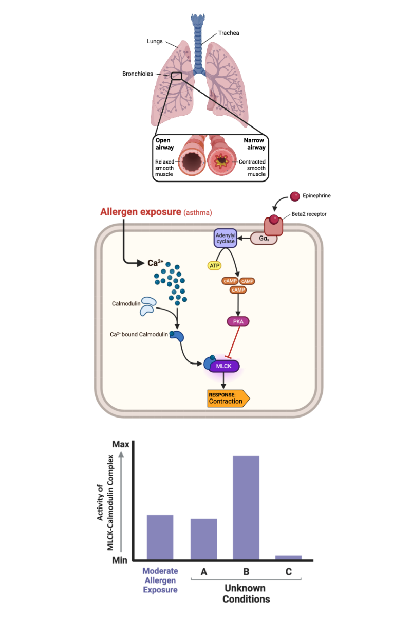 <p>Which bar most likely represents the activity of MLCK-calmodulin complex soon after a person has been exposed to a large amount of allergen?</p><p>a. Bar A</p><p>b. Bar B</p><p>c. Bar C</p>