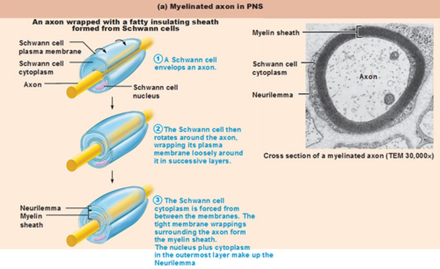 <p>b) Myelination of axons in the PNS</p>