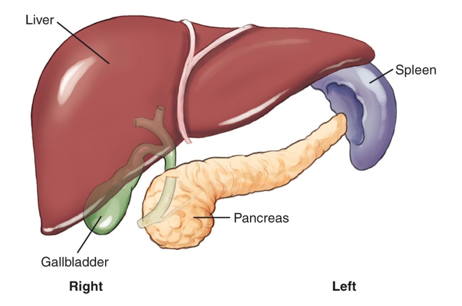 <p>Liver</p>