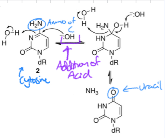 <p>Cytosine loses NH2 (amino) ==&gt; URACIL</p>