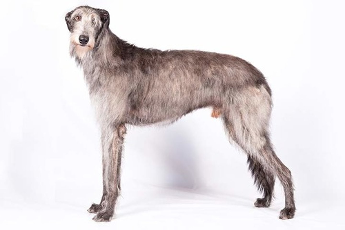 <p>Gentle, Dignified, Polite</p><p>AKC Breed Popularity: Ranks 154 of 194</p><p>Height: 30-32 inches (male), 28 inches &amp; up (female)</p><p>Weight: 85-110 pounds (male), 75-95 pounds (female)</p><p>Life Expectancy: 8-11 years</p><p>Group: Hound Group</p>
