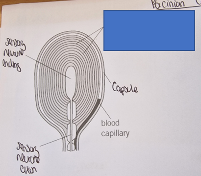 <p>What part of the Pacinian corpuscle is this </p>