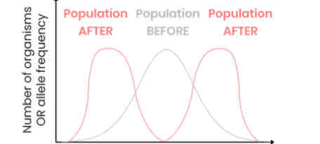 <p>Explain the effects of disruptive selection</p>