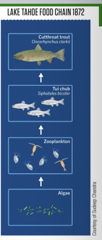 <ul><li><p>Example: Lake Tahoe food chain in 1872</p><ul><li><p>Obviously no species called algae, thats many species we grouped together. Zooplankton are grouped to one trophic level thats actually many species</p></li></ul></li></ul><p></p>
