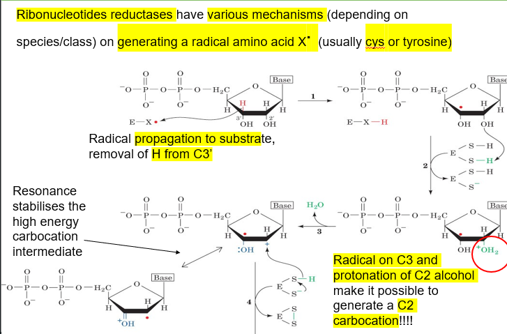 <ul><li><p>enzyme has a stable radical, and propagation occurs, remove H from C3 of ribose and making ribose into a radical</p></li><li><p>enzyme then reduces a sulfur from one of its residues by giving the ribose C2 OH another hydrogen</p></li><li><p>presence of radical on C3 and protonation of C2 alcohol make C2 carbocation possible, done by removal of the H2O+</p></li><li><p>formation of a disulfide in the enzyme via reduction provides a hydrogen to give to the carbocation</p></li><li><p>radical propagation occurs, restoring the stable enzyme radical by giving a proton from the enzyme to the radical deoxyribose</p></li></ul><p></p>