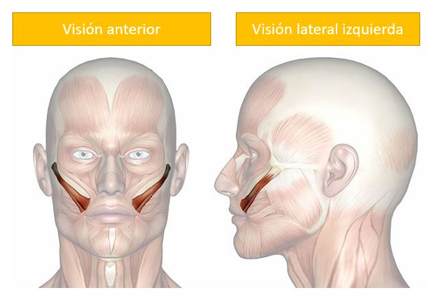 <p>¿Cuál es el músculo, su origen, inserción y función?</p>