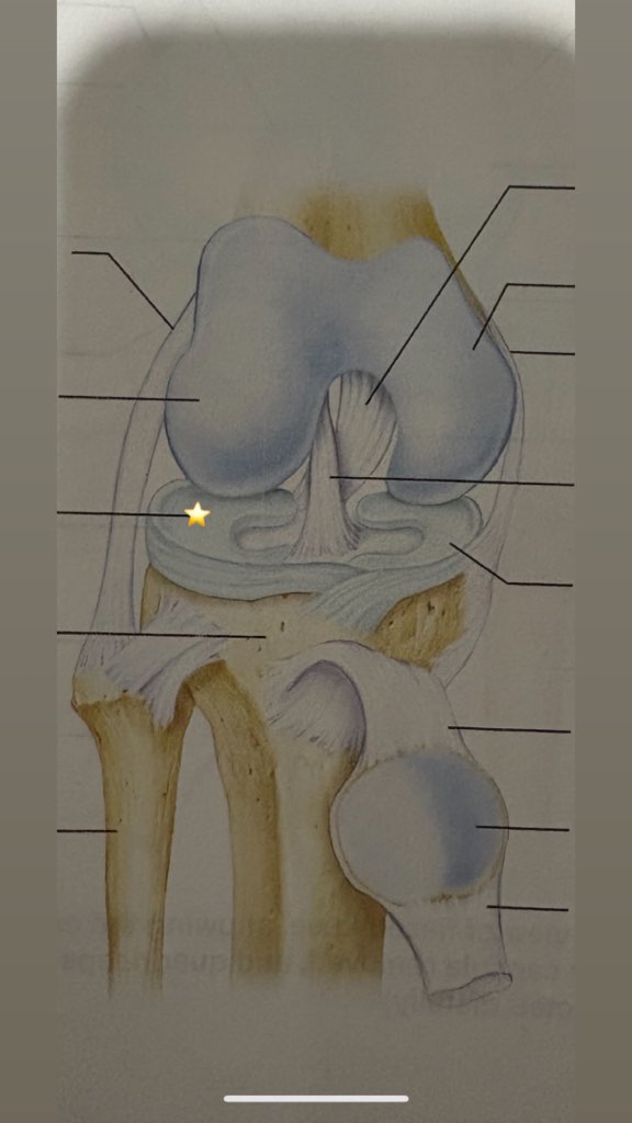 <p>name the starred structure </p>