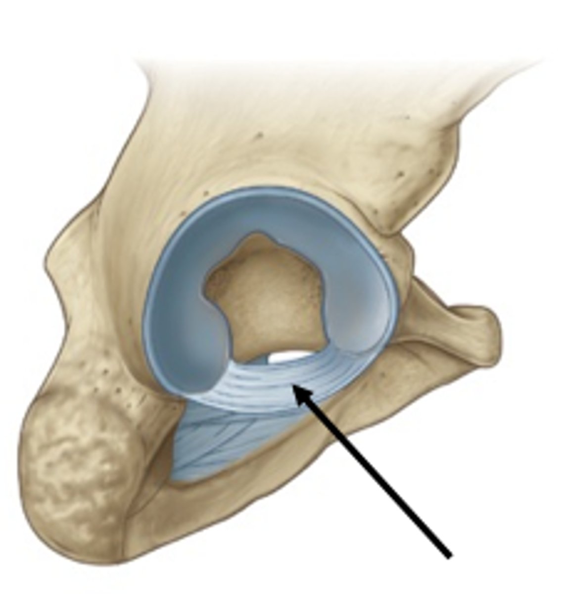 <p>Bridges a gap in the inferior margin of the acetabular labrum.</p>