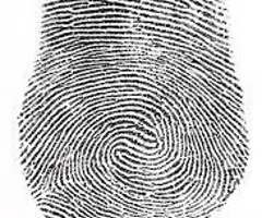 <p><span><span>made up of any two loops combined into one print (looks like a wave)</span></span></p>