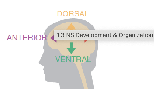 <p>(looking at human from the side) anterior - pointing to face, dorsal - pointing to top of the head (hair), posterior - pointing to back of the head/neck, ventral - pointing to the feet </p>