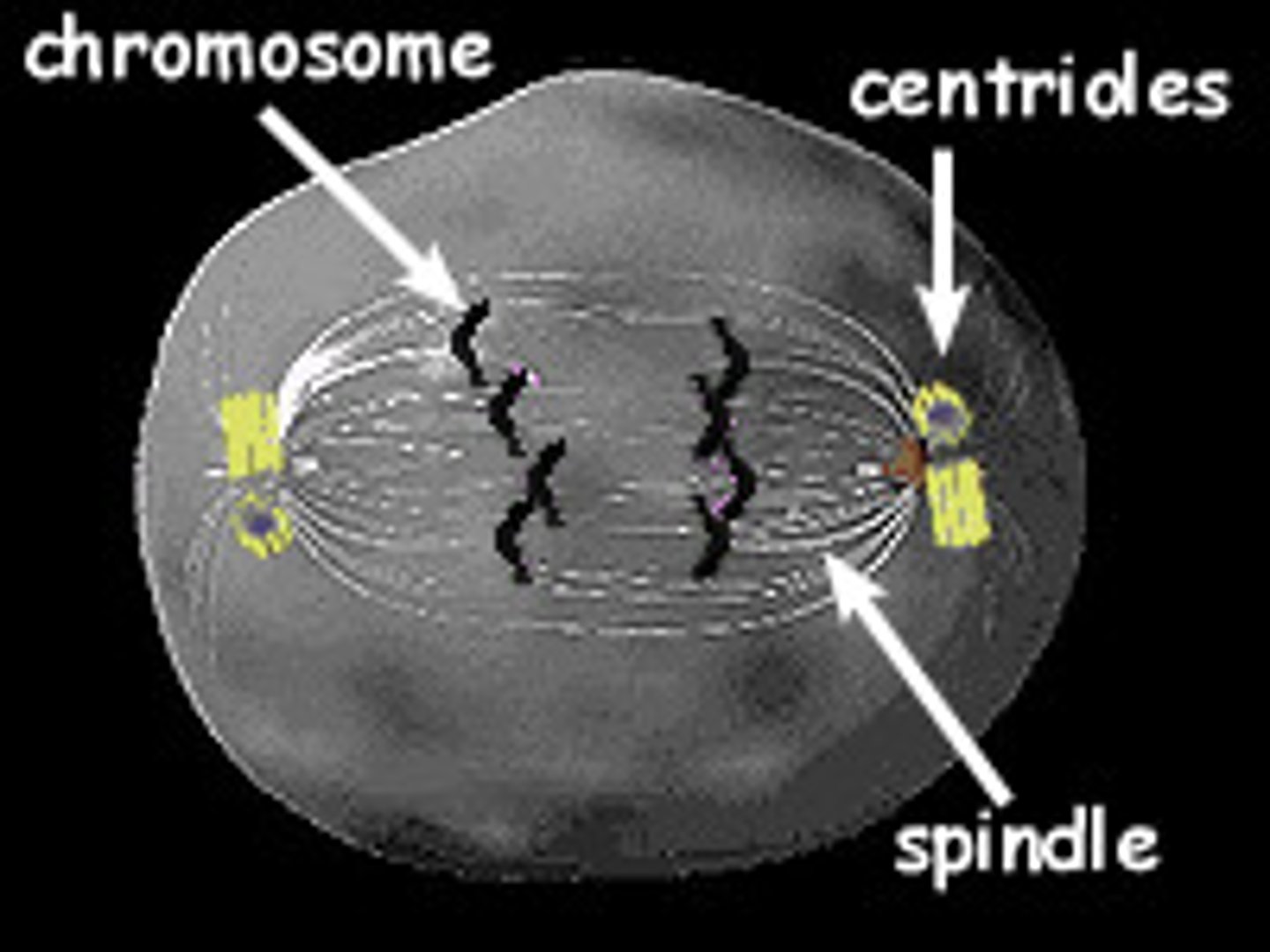 <p>Structure in an animal cell that helps to organize cell division</p>