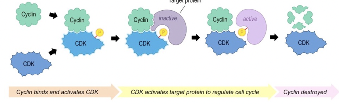 <p><span style="background-color: transparent; font-family: "Proxima Nova", sans-serif;"><span>A protein that fluctuates in concentration in the cell</span></span></p>