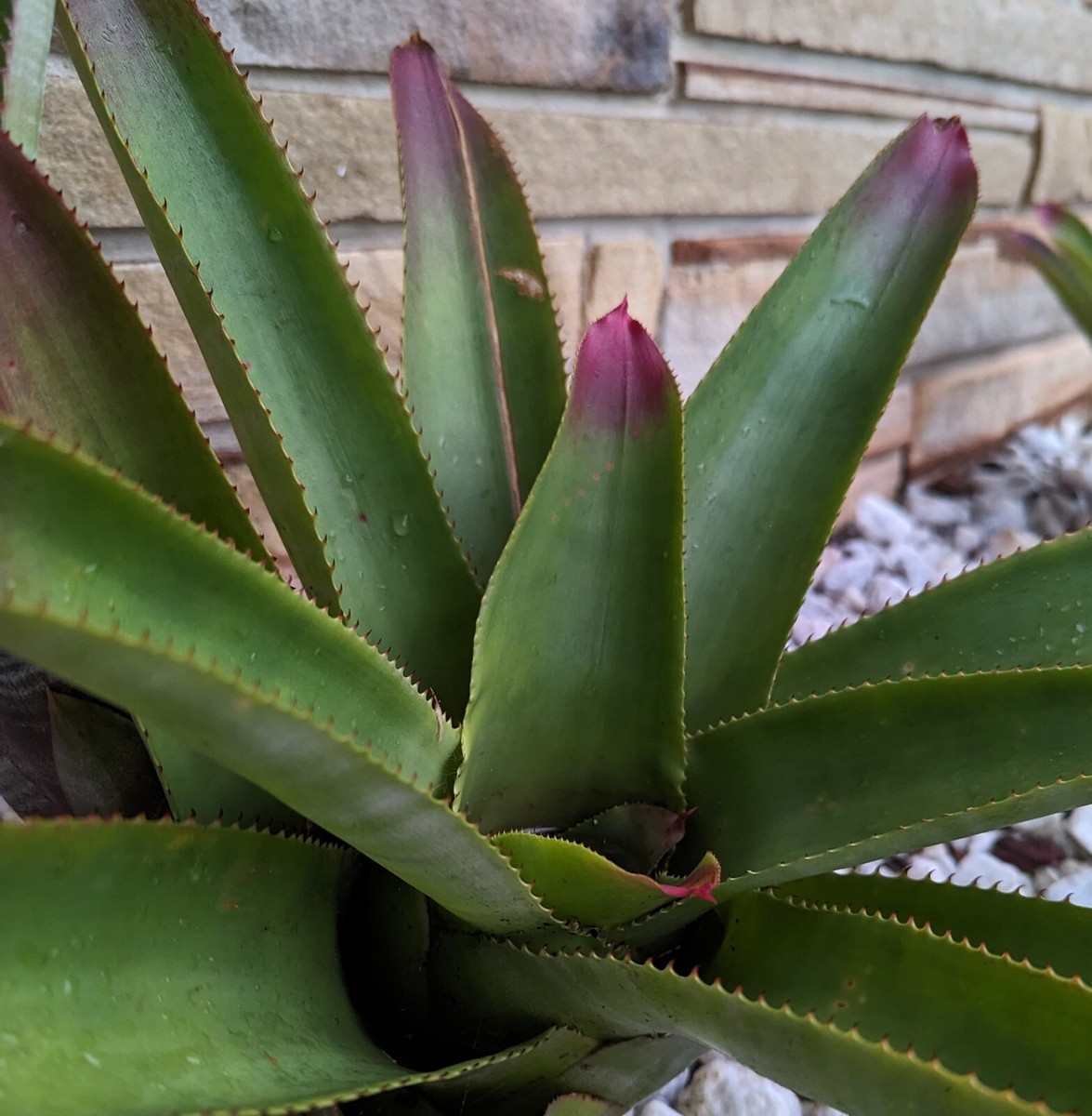 <p><em>Neoregelia spectabilis</em> - Cold Hardiness (zone 9-11), tender perennial, 12-18in tall, sun to partial shade, mesophyte, consistent moist soil, indoor plant, native to south Brazilian rainforest</p>