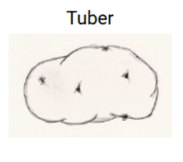 <p>Tuber</p>