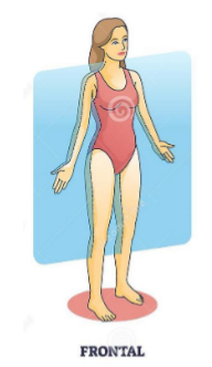 <p>Line that goes side way through middle of body</p><p>Separates anterior and posterior body</p>
