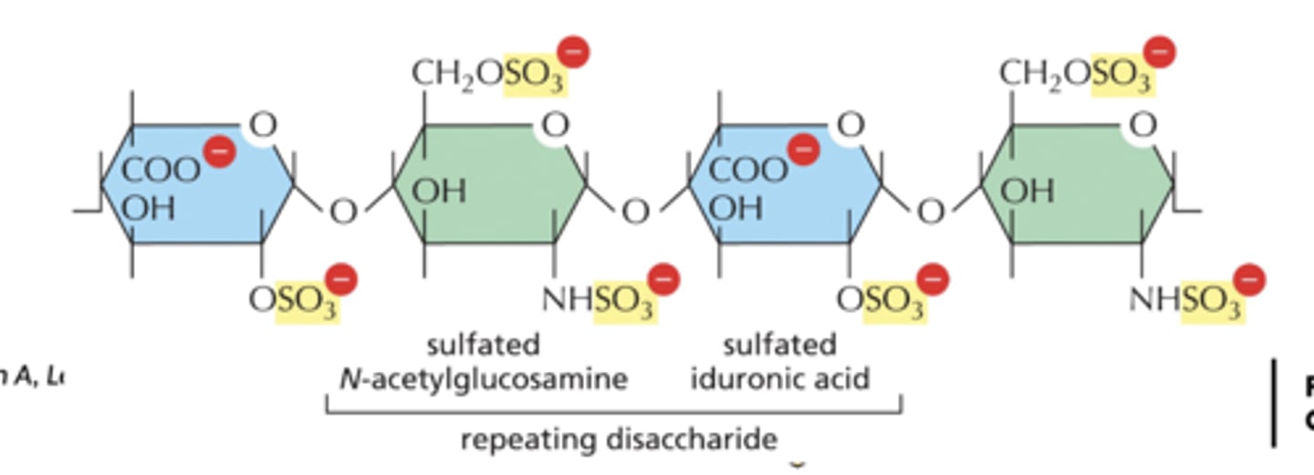 <p>1. unbranched polysaccharide chains composed of repeating disaccharide</p><p>2. 1 of sugars always either GlcNAc or GalNAc, usually sulfated</p><p>3. 2nd sugar usually uronic acid (glucuronic or iduronic)- highly negatively charged thus very hydrophilic</p>