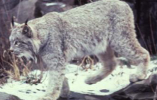 <p>Lynx</p>