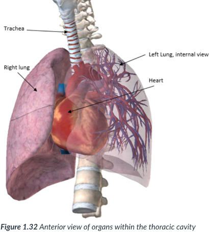 <p>mediastinum: a subsection of the _____ cavity situated between the _____. In the ____ of the thoracic cavity.</p><p>the ______ cavity is located here</p>