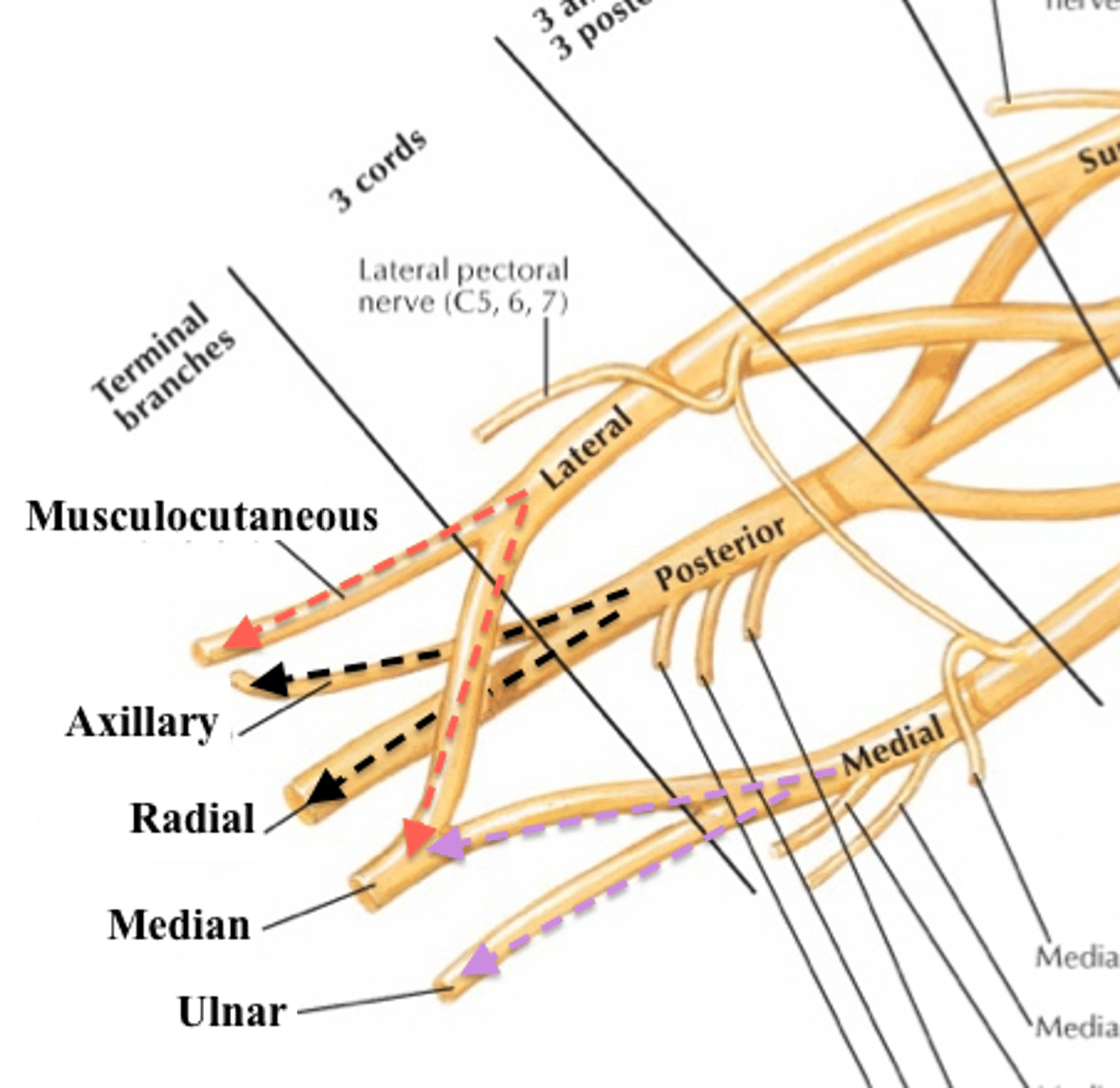 <p>ventral rami of C5-C8 and most of ventral ramus of T1</p><p>- 5 roots merge into 3 trunks which branch into 2 divisions each.</p><p>- Anterior division = nerves that innervate anterior compartment muscles of upper limb and skin.</p><p>- Posterior division = nerves that serve posterior compartment and skin.</p>