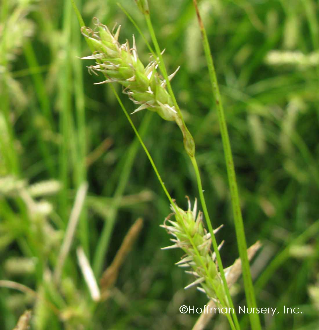 Cherokee Caric sedge
