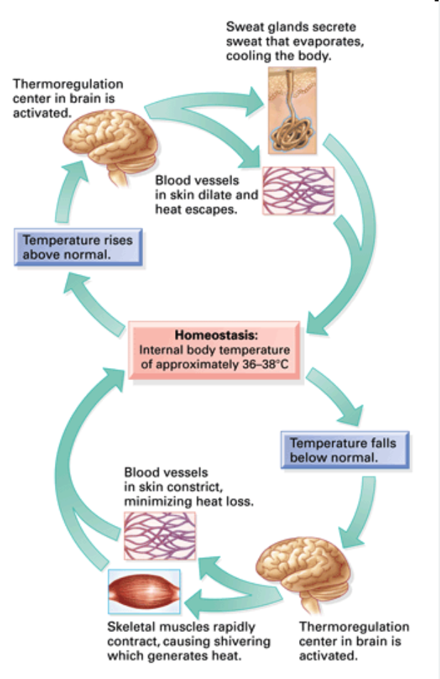 Negative feedback
➔ Control mechanisms that _____ or “damps” stimulus
◆ Ex. Exercise increases body temperature
● _____ system triggers ______
● Evaporation of sweat cools the body